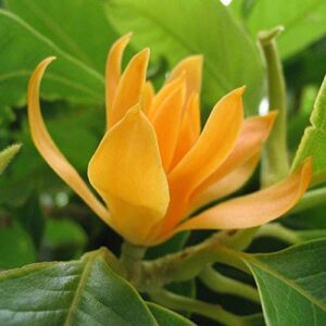 Magnolia champaca