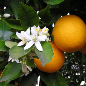 Citrus sinensis