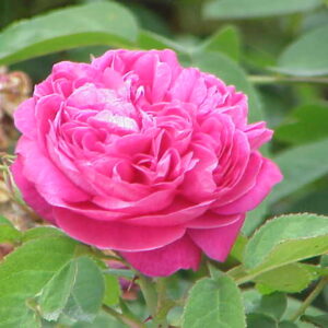 Rose Damascena